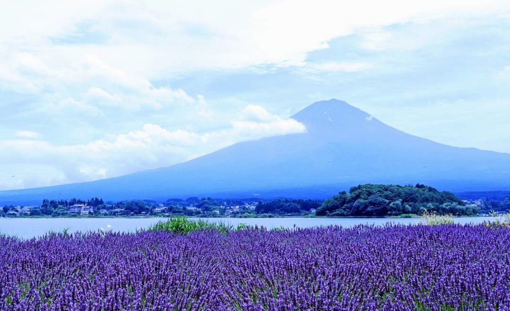 大石公園のラベンダーと富士山（山梨）