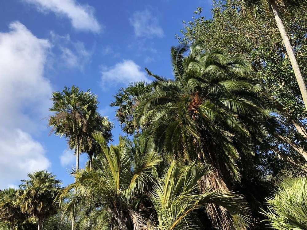 ワヒアワボタニカルガーデン（ホノルル植物園）植物
