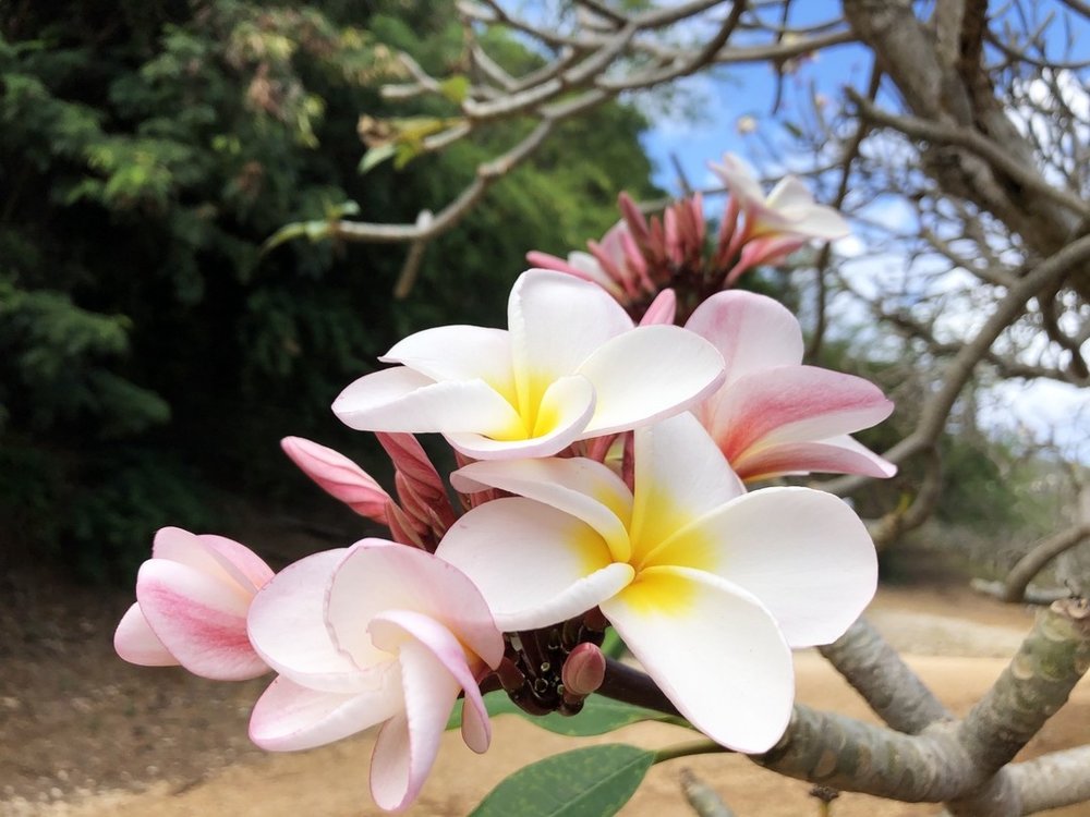 ワヒアワボタニカルガーデン（ホノルル植物園）プルメリア