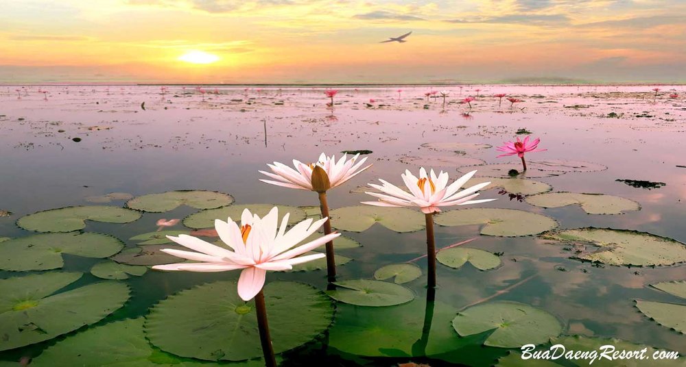 Waterlily with flowers