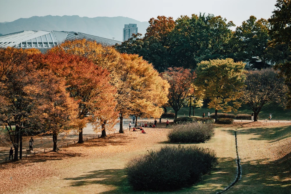 where to see autumn leaves in korea