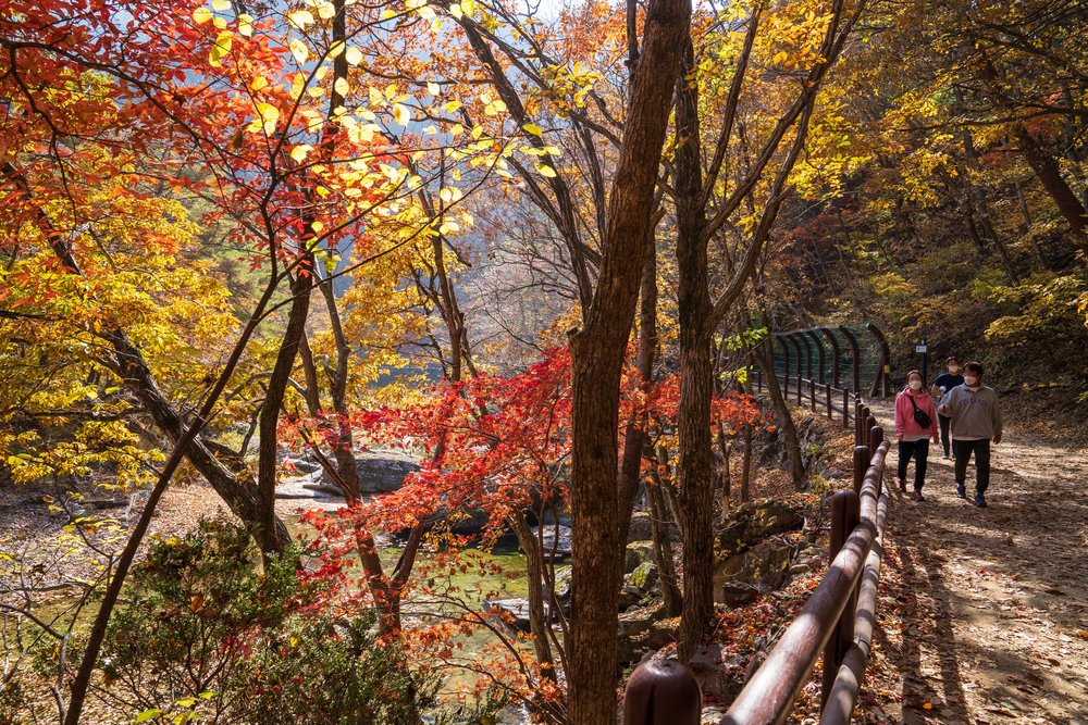 where to see autumn leaves in korea