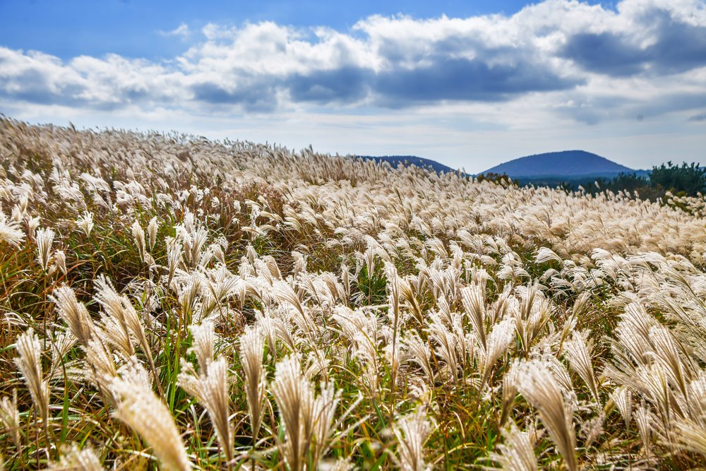 places to see autumn leaves in korea