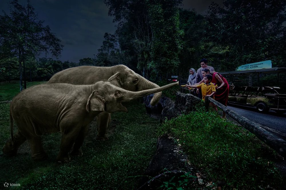 Tourist playing with Elephant