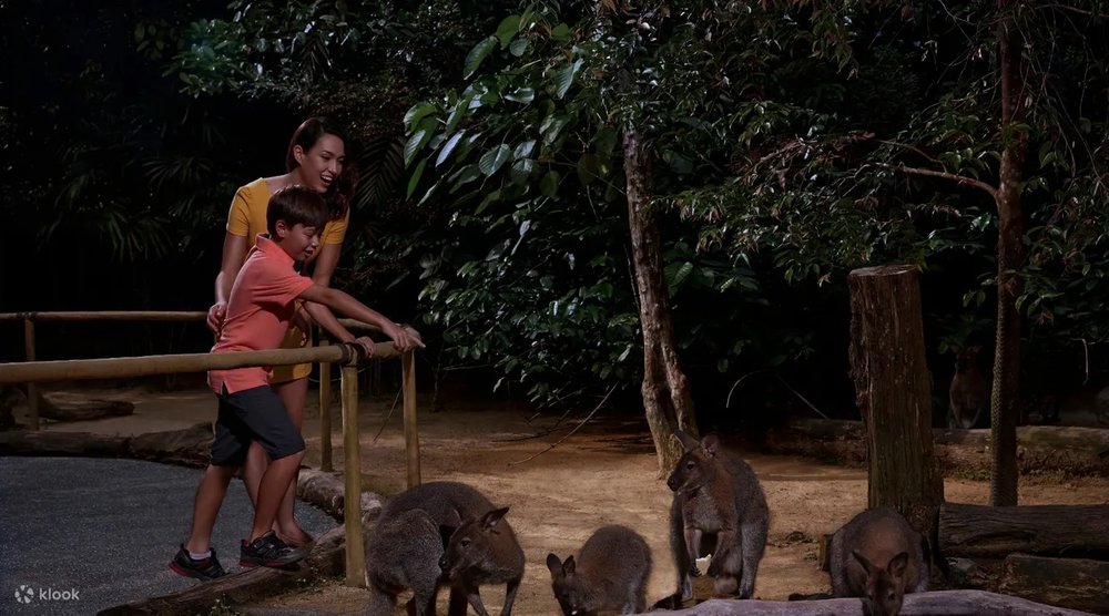 A mother and son looking at the kangaroo