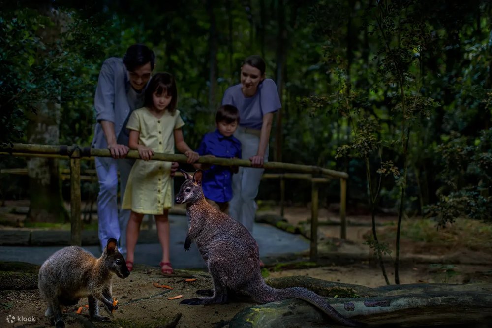 Toruist looking at the baby kangaroo