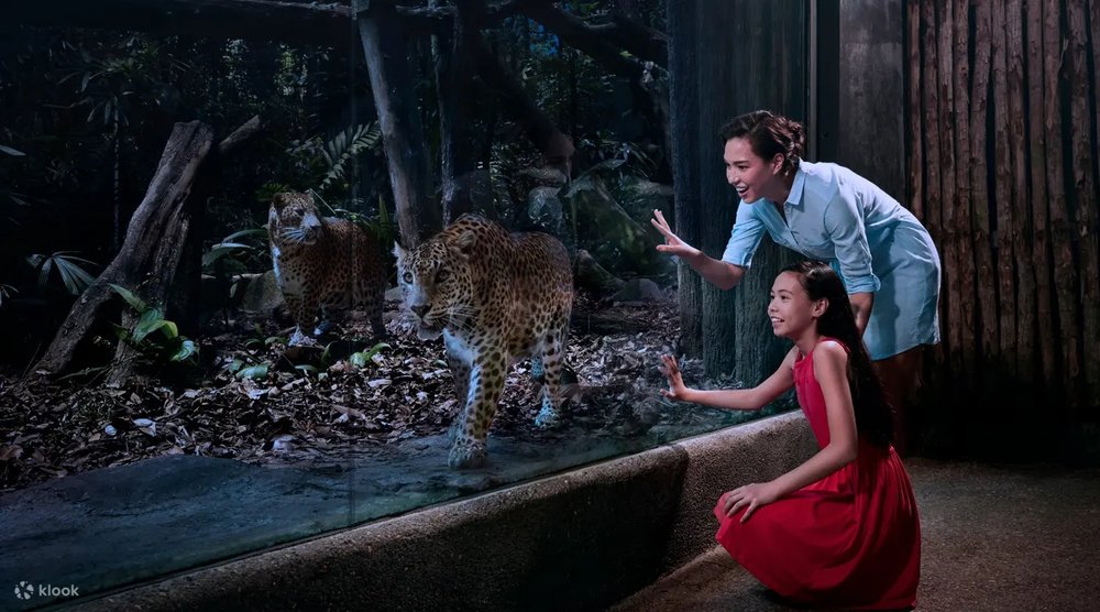 Toruist looking at the tiger