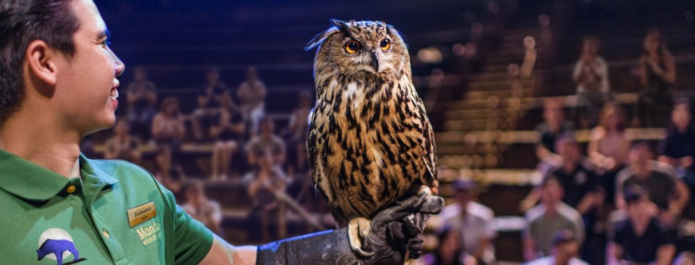 Owl doing a show