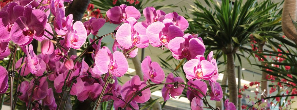 Pink orchid