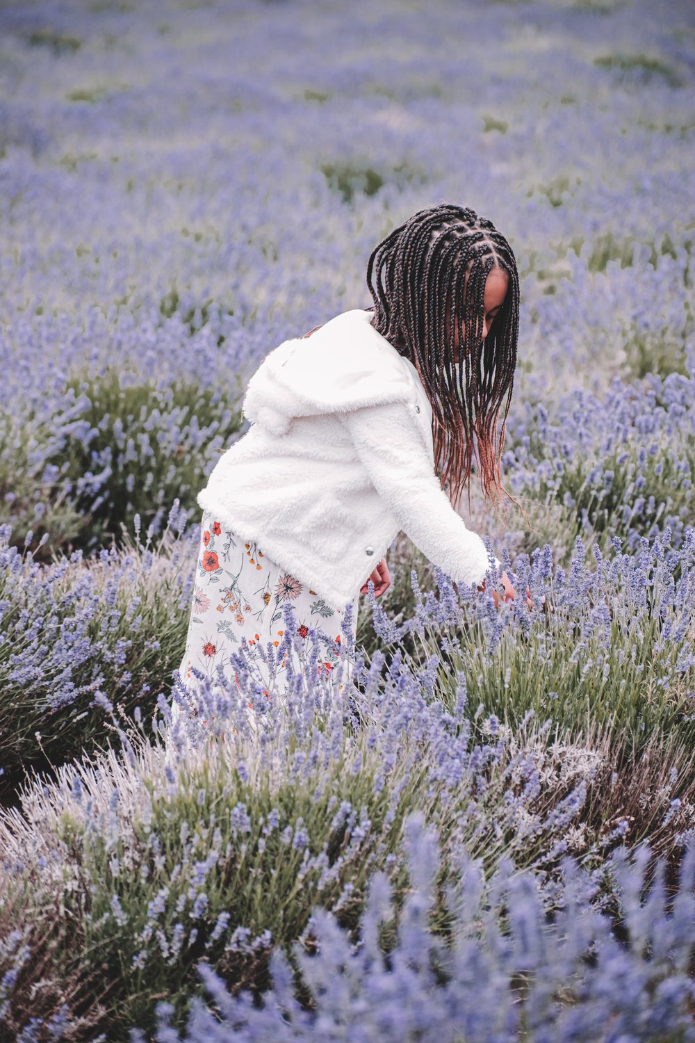 Kid touching lavenders at Bridestowe Lavender Fields