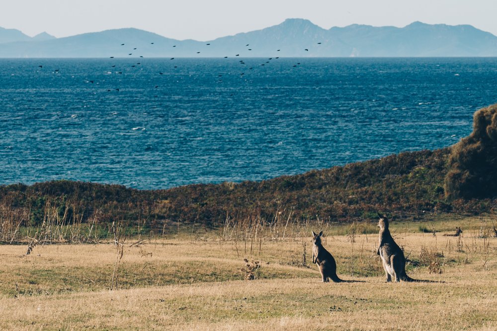 Kangaroos on a field on Maria Island