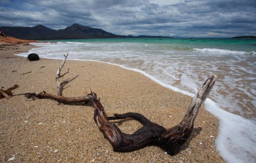 Branch of a tree on the beach