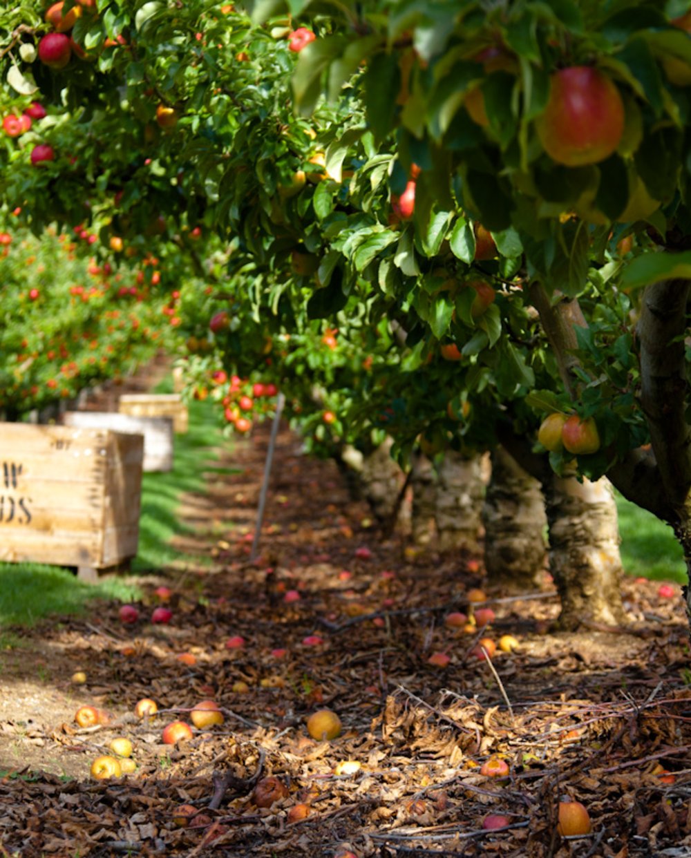 Pathway of fruit trees