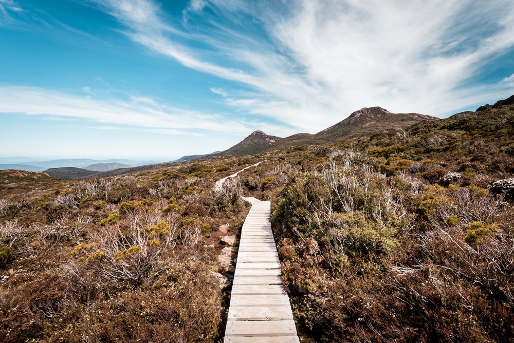 A trail surrounded by plants and mountains