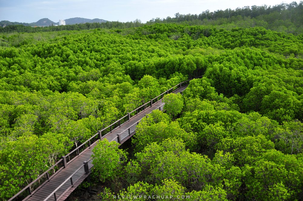 ศึกษาเส้นทางธรรมชาติที่วนอุทยานปราณบุรี