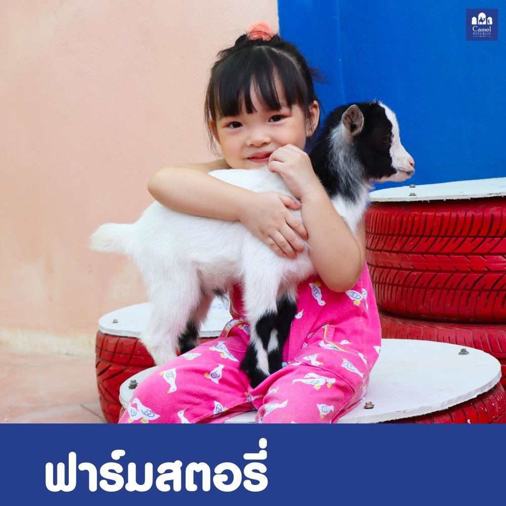 หลุดเข้าไปในโลกแห่งโมร็อกโคที่ Camel Republic สวนสัตว์ และสวนสนุก