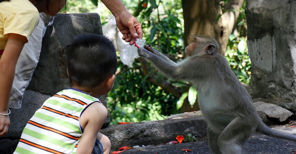Chùa Tam Bảo Vũng Tàu - Chùa Khỉ Núi Lớn
