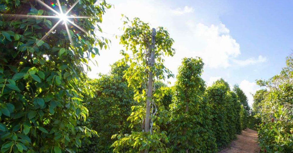 review-du-lich-phu-quoc-tu-ha-noi-tu-tuc