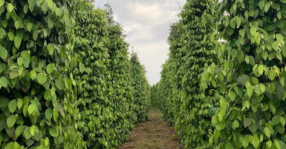 review-du-lich-phu-quoc-tu-ha-noi-4-ngay-3-dem