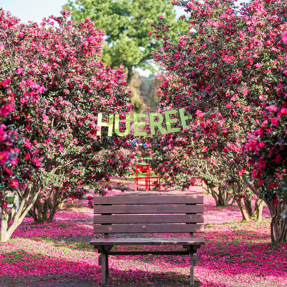 jeju rail park island autumn spot 2022 korea