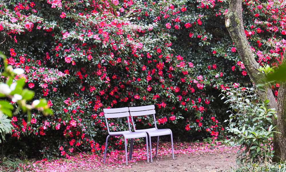 camellia hill jeju island autumn spot 2022 korea