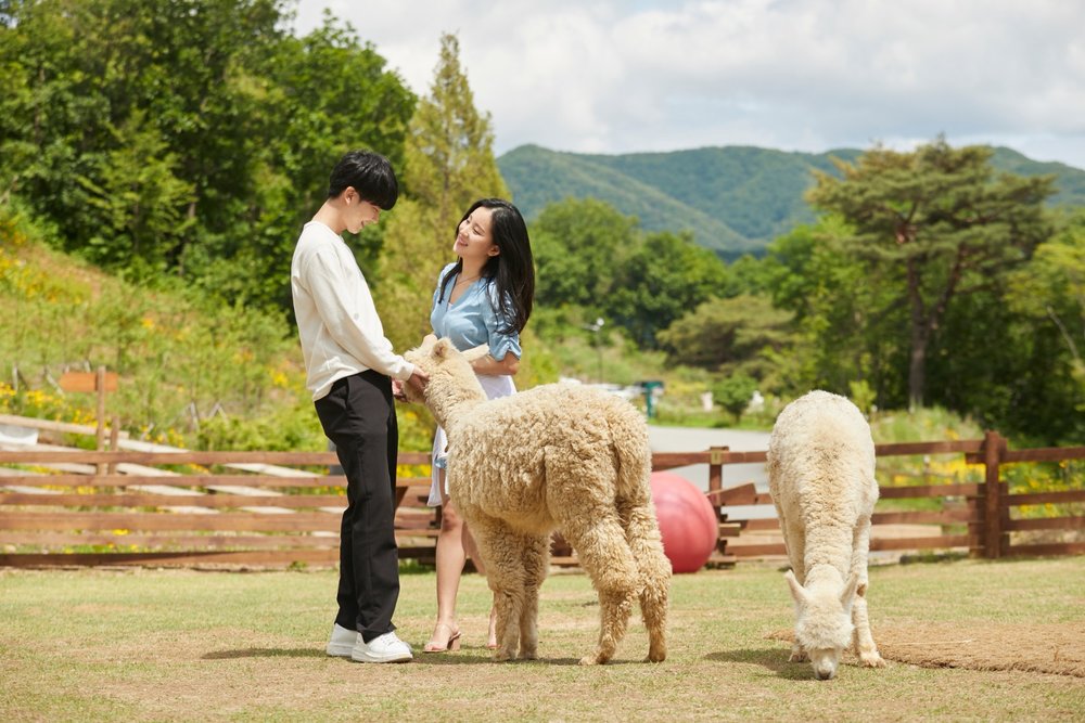 alpaca world autumn seoul gangwon-do 2022 