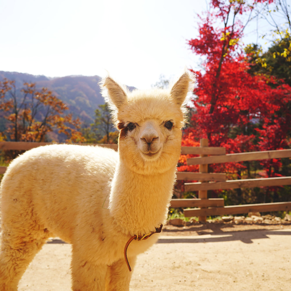 alpaca world autumn seoul gangwon-do 2022 
