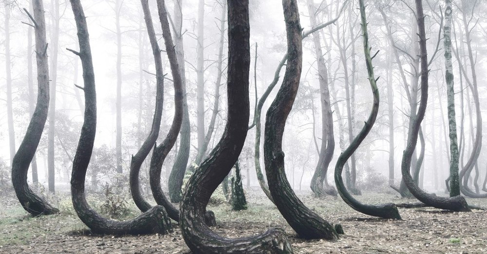 Rừng cây cong, Gryfino