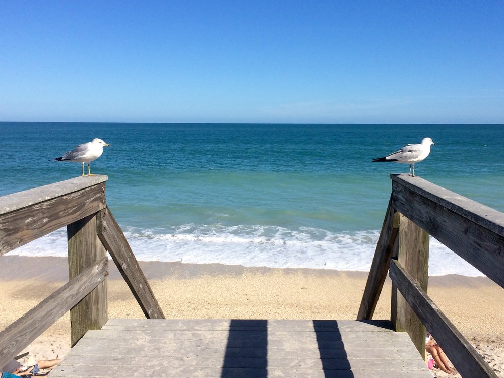 Seagulls standing on the wooden stairs railings