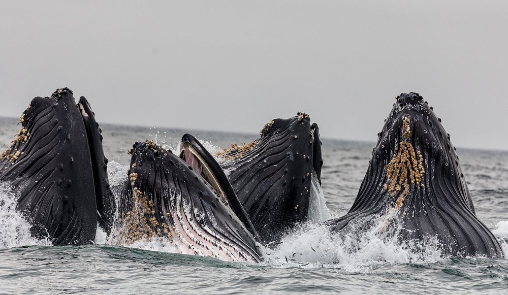 Whales swimming in the ocean