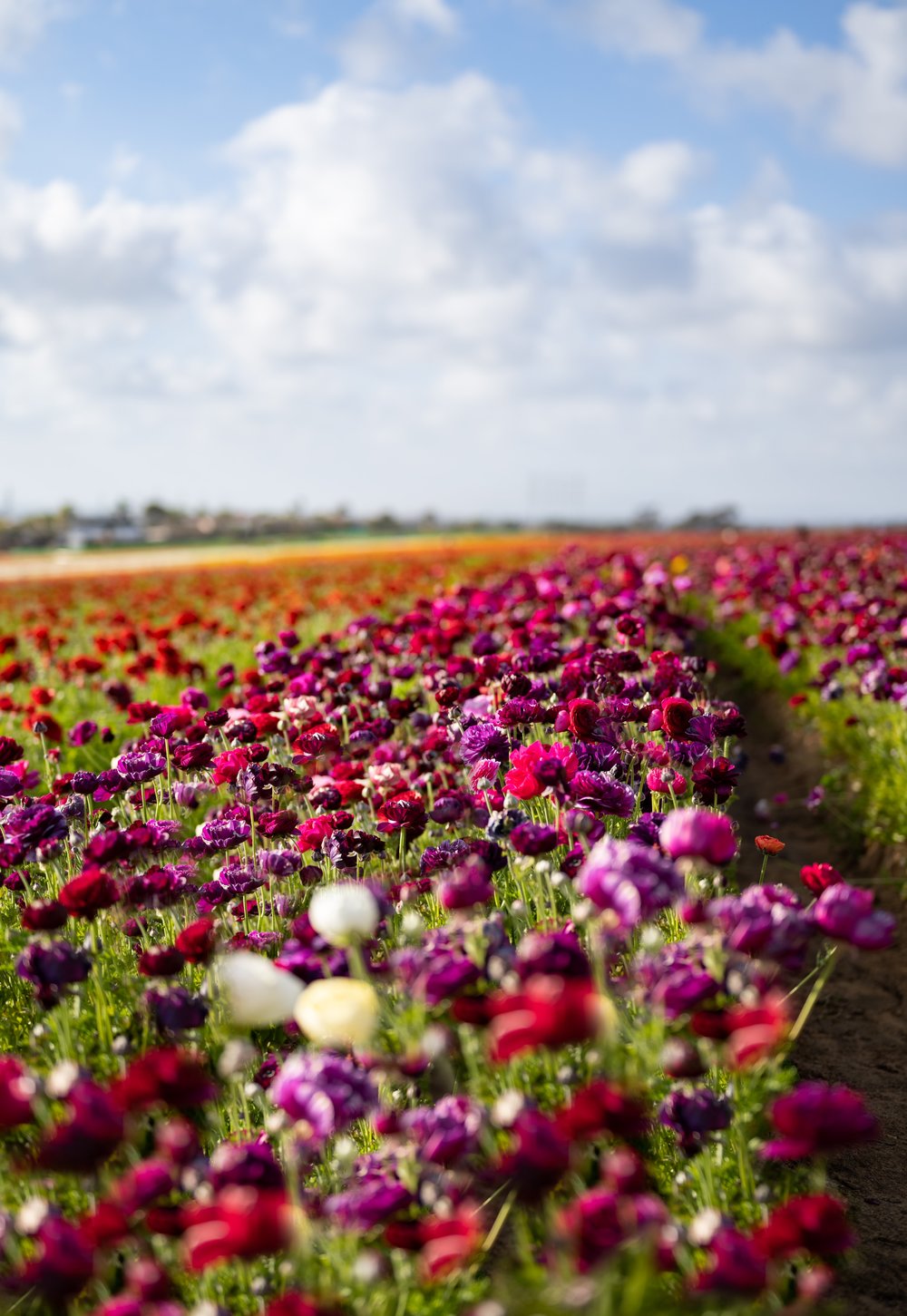 Rows of pink and purple flowers