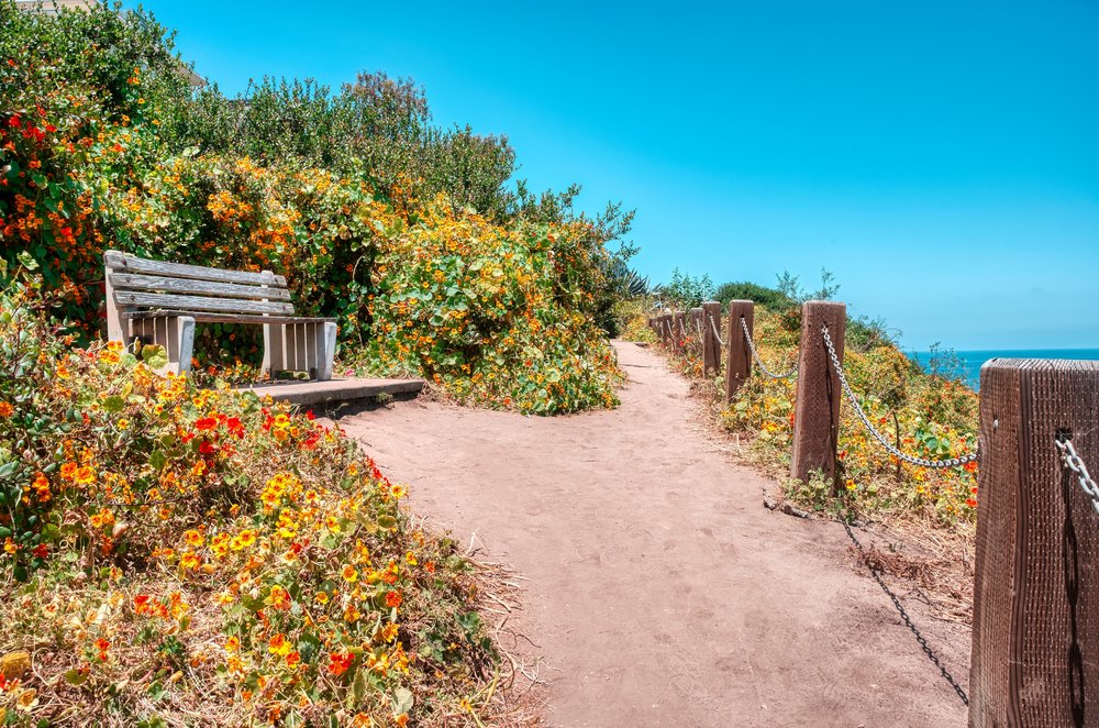 Wooden bench surrounded by vibrant flowers by the beach