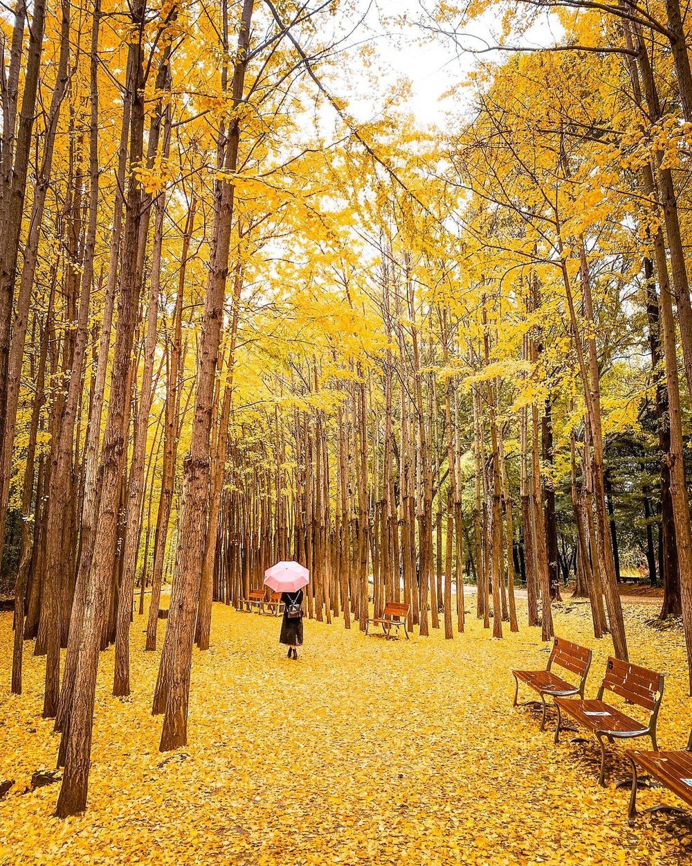 where to see autumn leaves in korea 2022