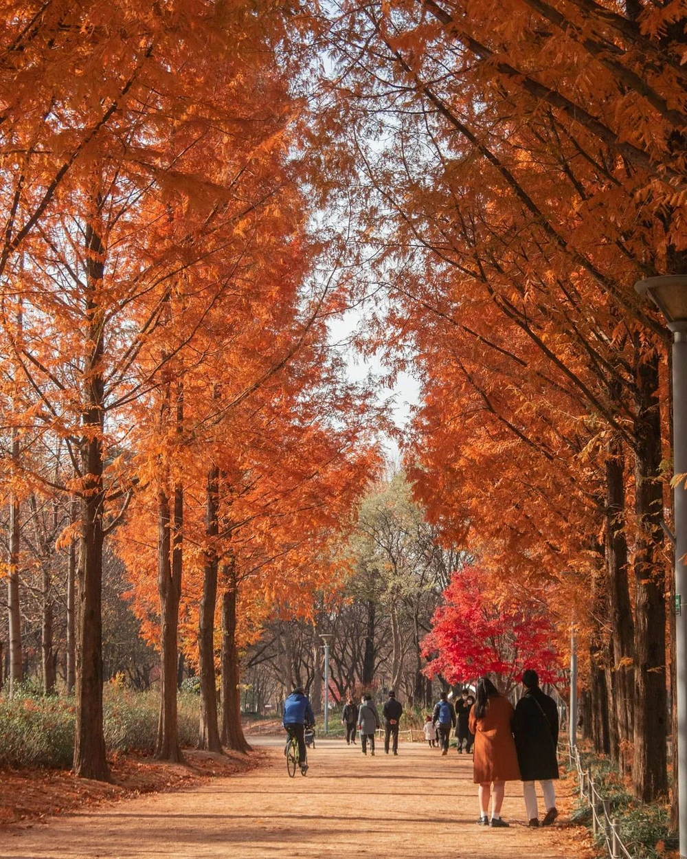 Where to see autumn leaves in kores 2022