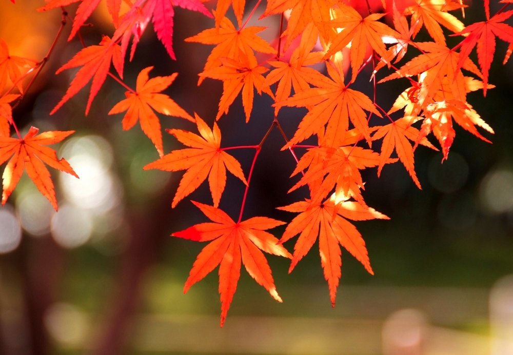 紅葉 関東 Autumn Foliage Leaves