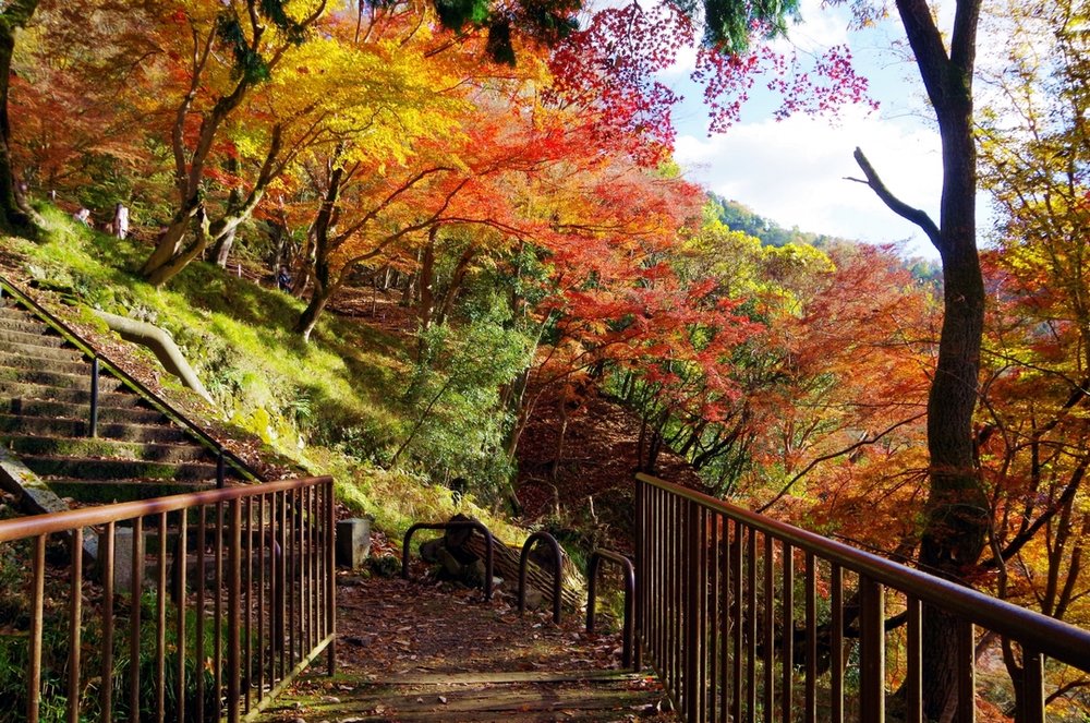 八瀬もみじの小径 Yase maple path