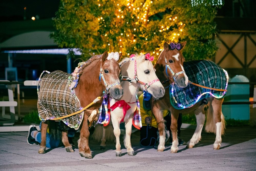 東京メガイルミ 2022 - ポニー