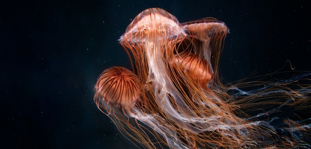 洛杉磯景點太平洋水族館