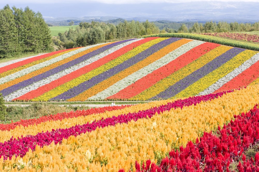 Colorful rows of different plants and flowers