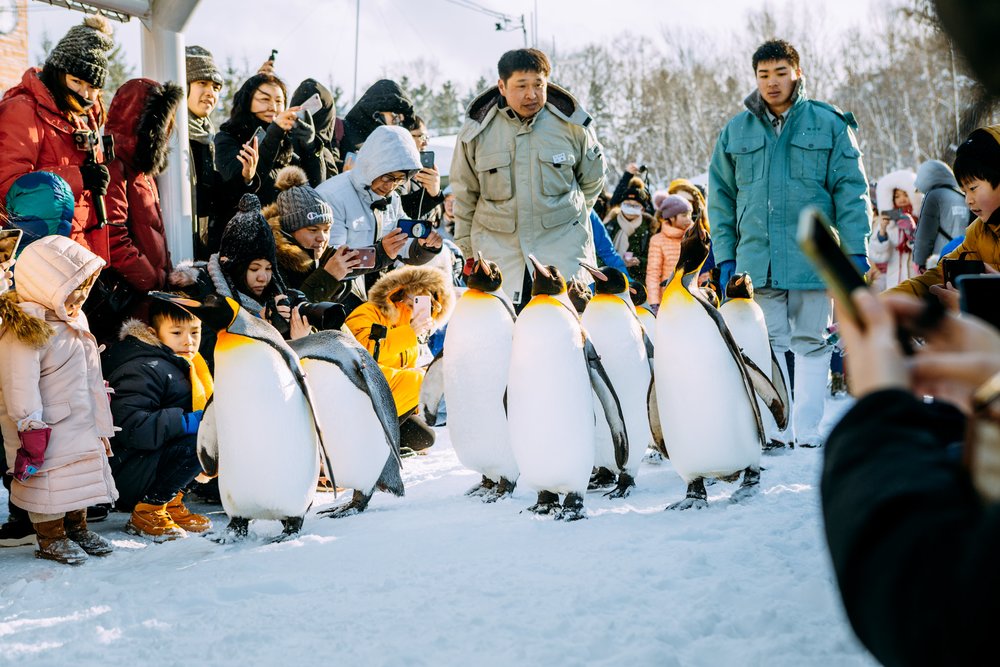 People watching penguins walk