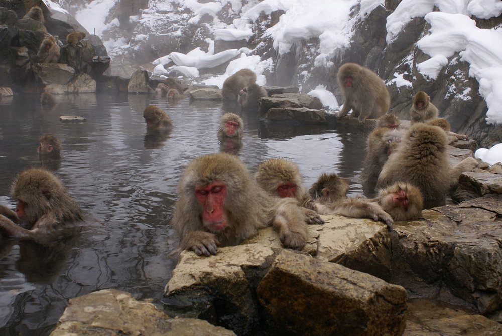 Monkeys taking a dip in a pond