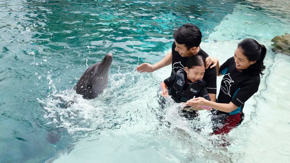 Splash around with dolphins! Credits to Klook