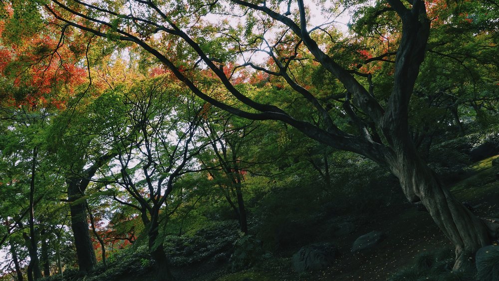 fall foliage in Rikugi-en