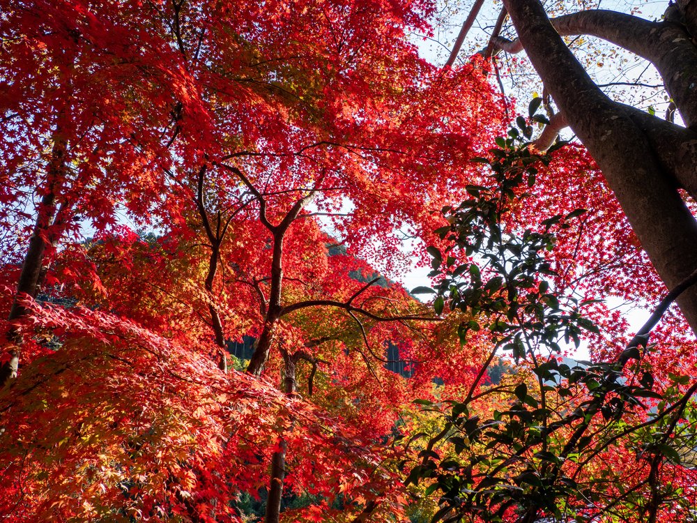 red fall foliage in Mount Mitake