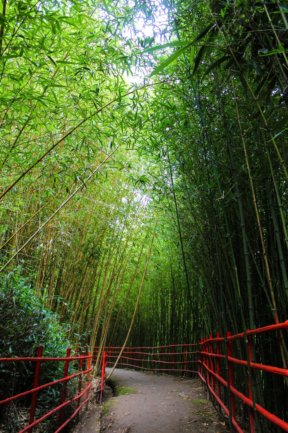 Bamboo forest