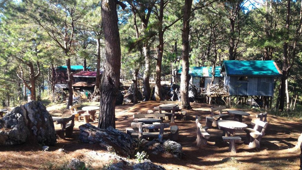 Village surrounded with pine tree