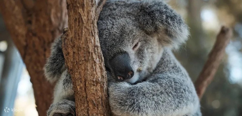 雪梨塔龍加動物園