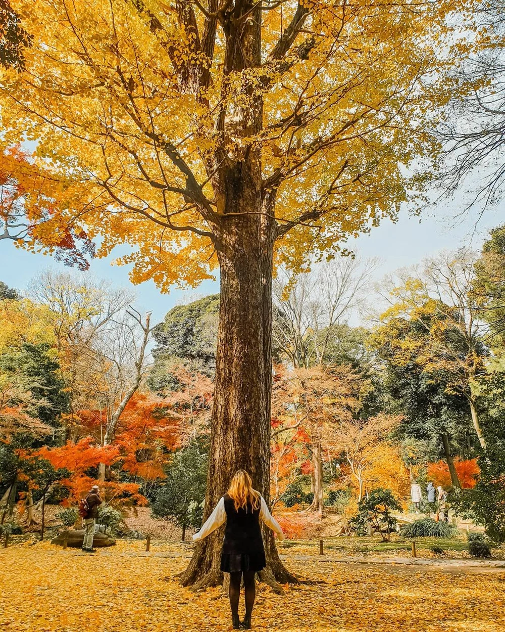 Autumn Foliage in Japan 2022