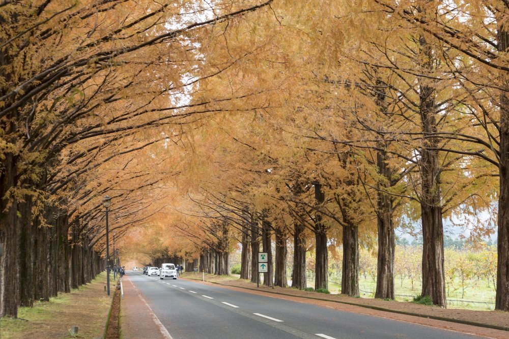 autumn foliage japan 2022