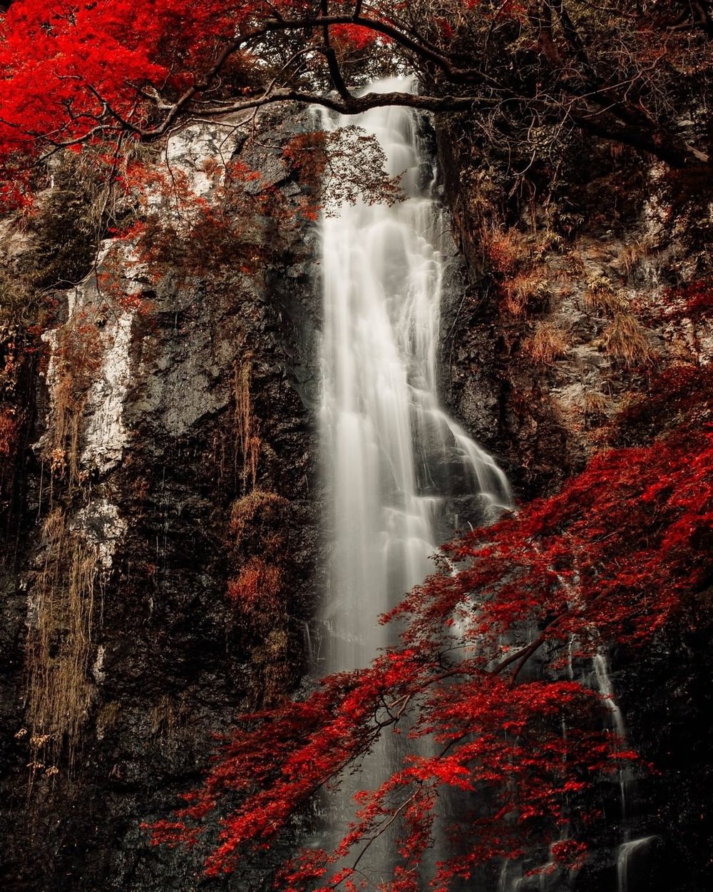 autumn foliage japan 2022